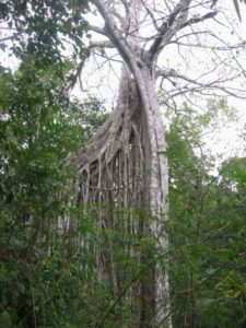 Calakmul trees