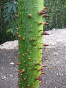 Calakmul trees