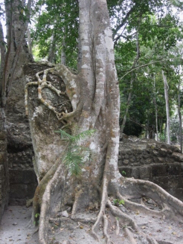 Calakmul trees