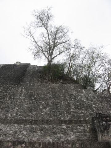 Calakmul trees
