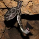 Bat-eating Snakes