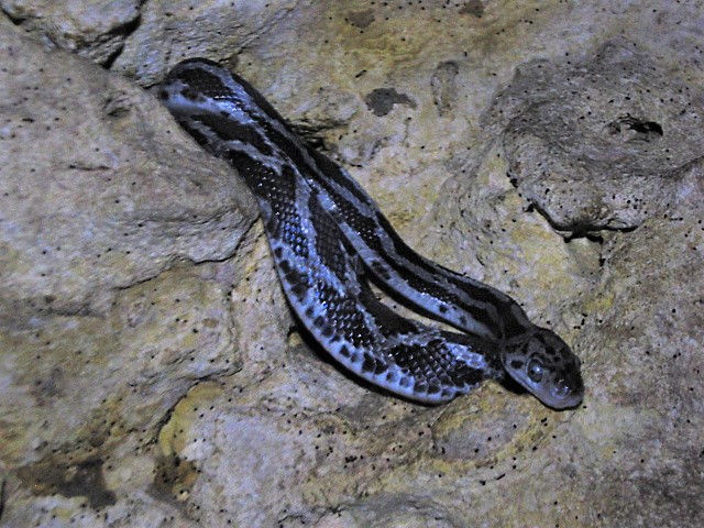 Bat-eating Snakes