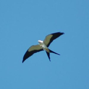 Swallow-tailed Kite