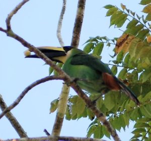 Toucanet