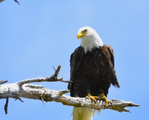 Bald-Eagle-1s