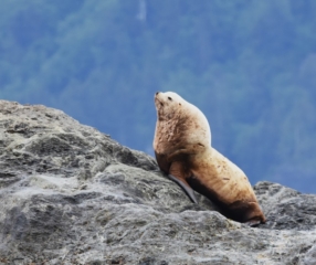 Steller-Sea-Lion-2s