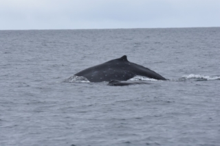 Whale-1s